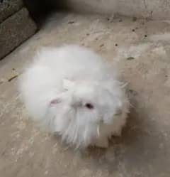 beautiful English angora healthy and active