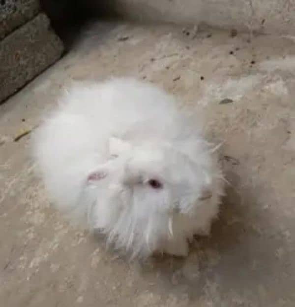 beautiful English angora healthy and active 0