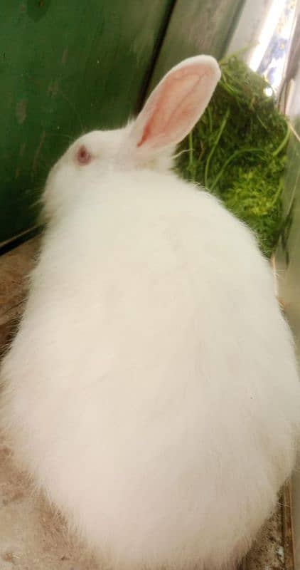 beautiful English angora healthy and active 1