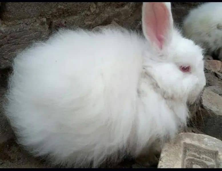 beautiful English angora healthy and active 2