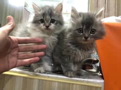 For Sale: Double-Coated Persian Cats