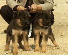 german shepherds pair