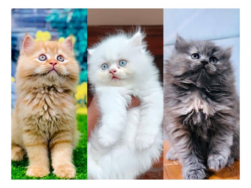 Persian hamalian british punch face piki face cat's and kitten's 0