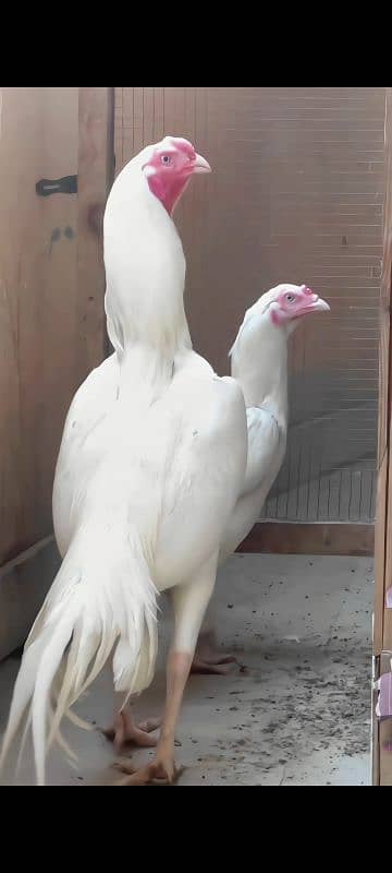 Indian Long Tail Parrot Beak Cross Male 2