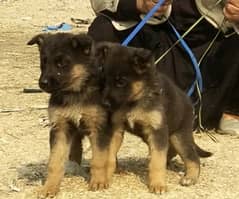 available German pair for sale