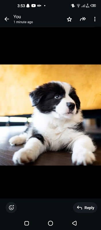 Border Collie dog puppy 4 months old 0