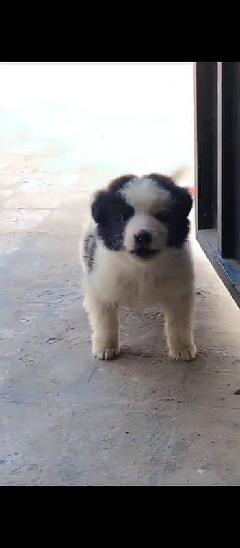 Border Collie dog puppy 4 months old 1