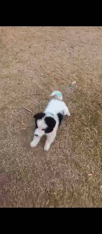 Border Collie dog puppy 4 months old 3