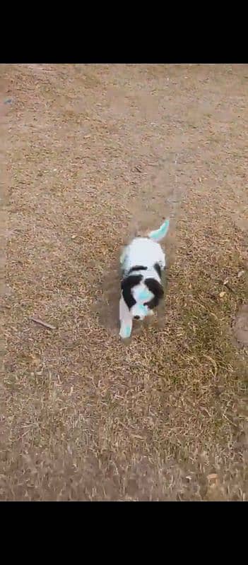 Border Collie dog puppy 4 months old 4