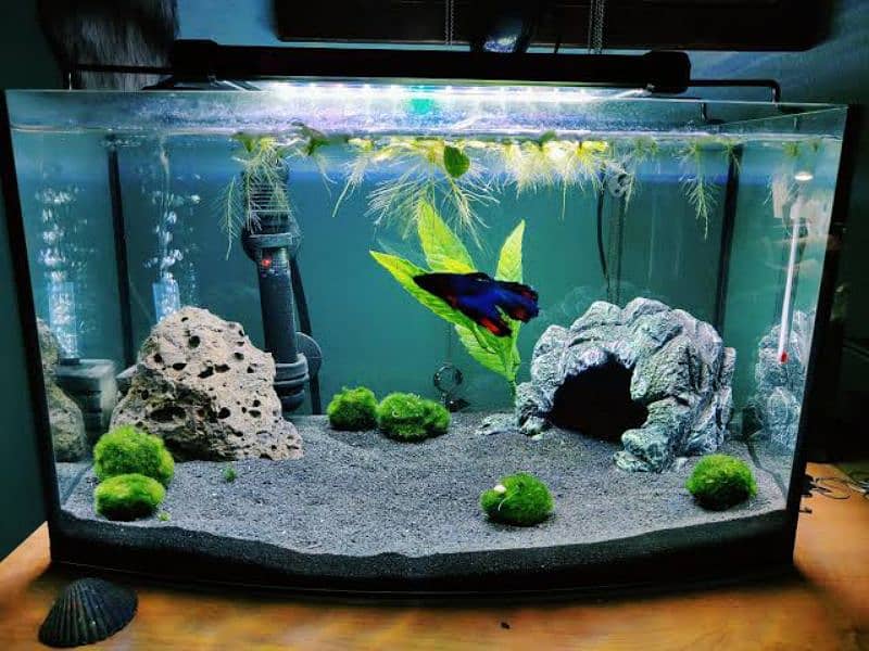 aquarium for sale pro diy rockry and 3d diy aquarium 9