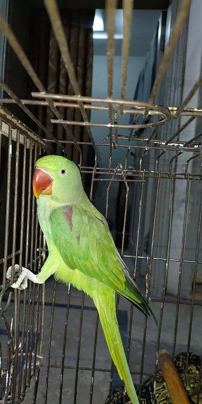 Raw female parrot 1