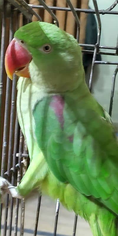 Raw female parrot 2