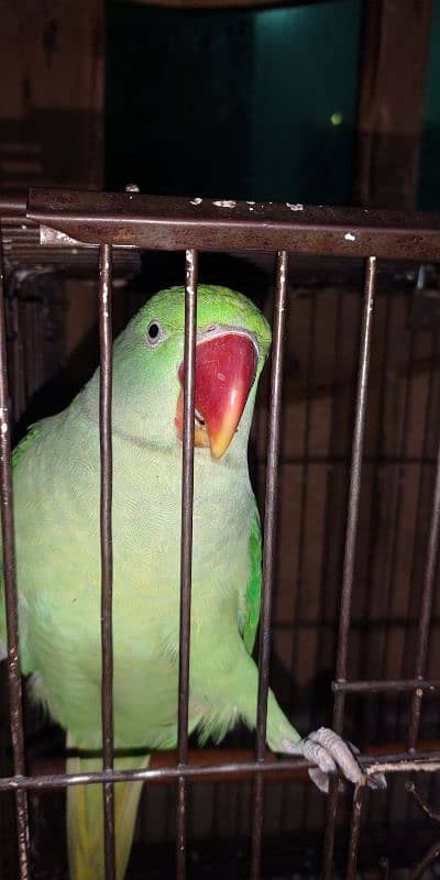 Raw female parrot 3