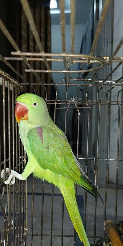 Raw female parrot 4