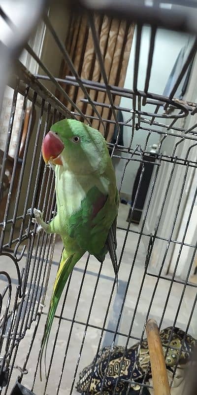 Raw female parrot 5