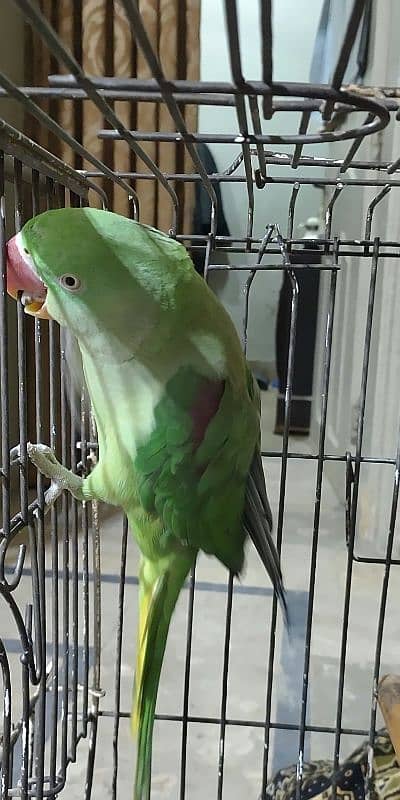 Raw female parrot 6