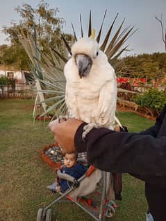 cockatoo male