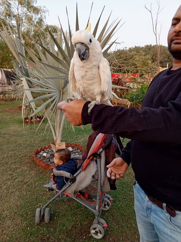 cockatoo male 1