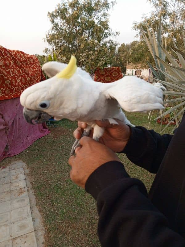 cockatoo male 2