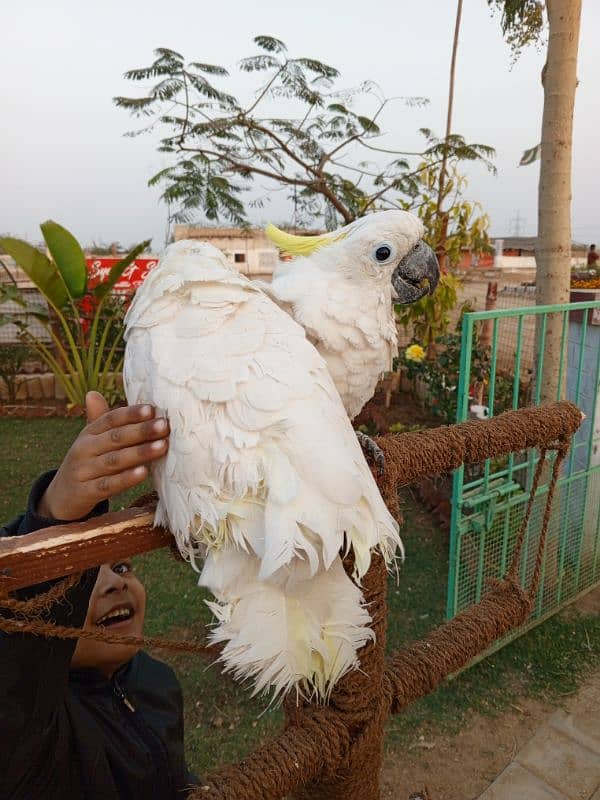 cockatoo male 3