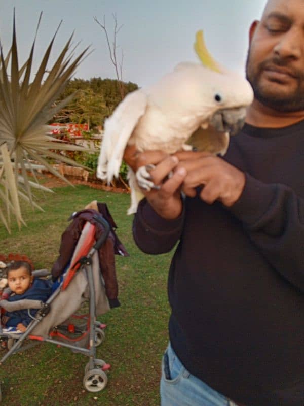 cockatoo male 4