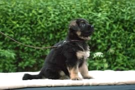 German Shepherd puppy | Long Coat puppies | Dog For Sale | GSD