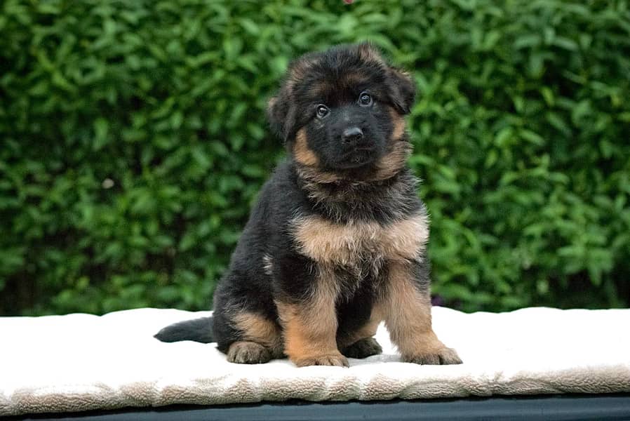 German Shepherd puppy | Long Coat puppies | Dog For Sale | GSD 3