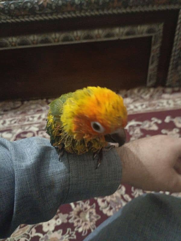 sun conure chick 2