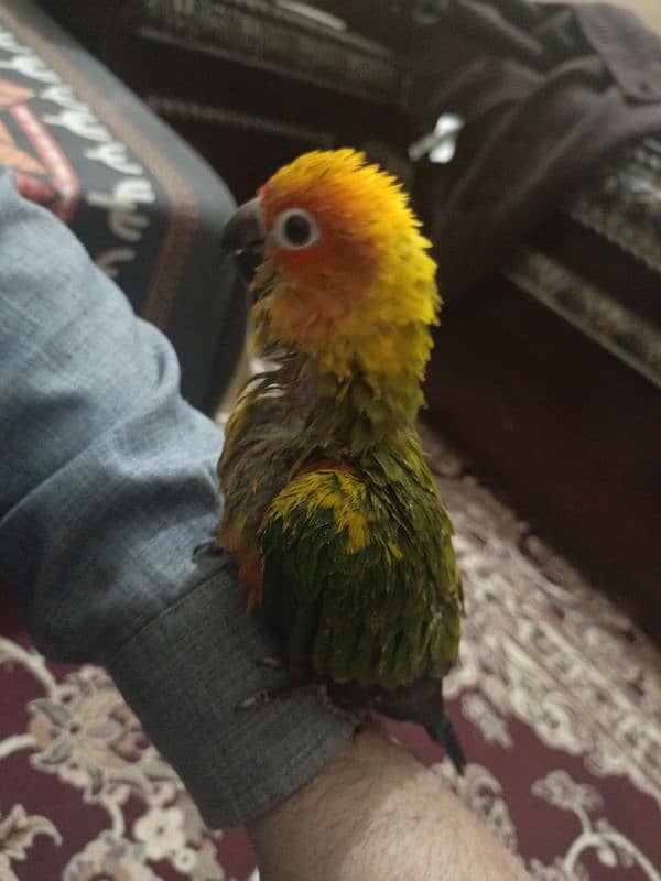 sun conure chick 3