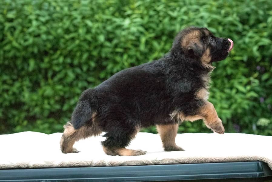 German Shepherd puppy | Long Coat puppies | Dog For Sale | GSD 0