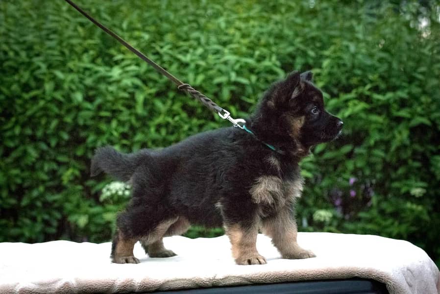 German Shepherd puppy | Long Coat puppies | Dog For Sale | GSD 3