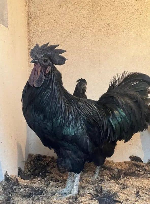 sale sale!!! 3 hens breader male and females pure Ayam cemany hens 1