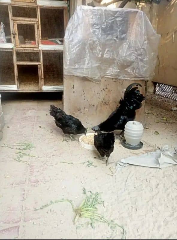 sale sale!!! 3 hens breader male and females pure Ayam cemany hens 2