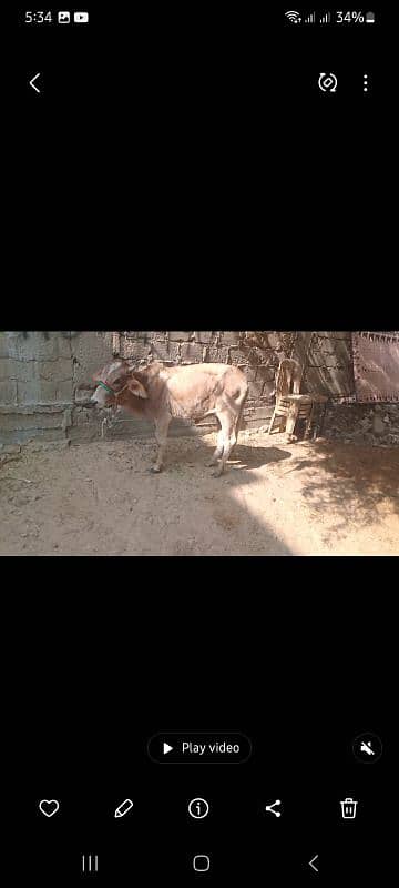 2 daant bachra for sale 0