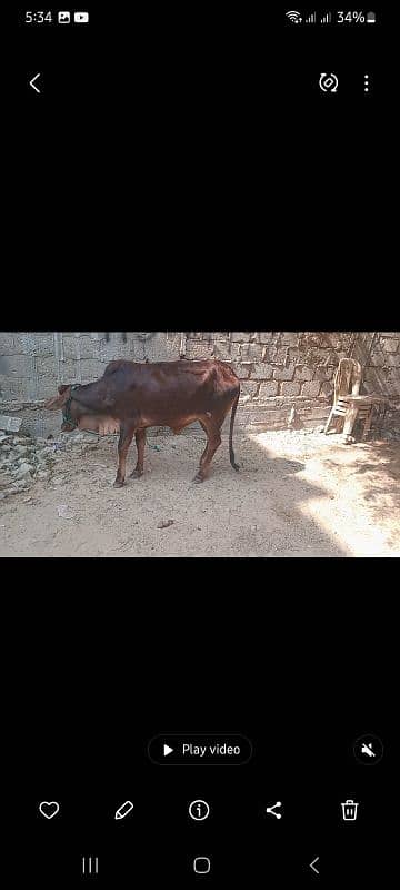 2 daant bachra for sale 1