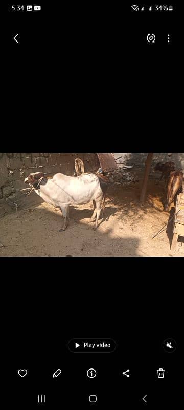 2 daant bachra for sale 4