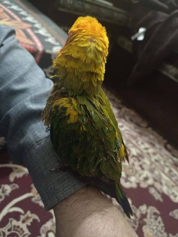 sun conure chick 1