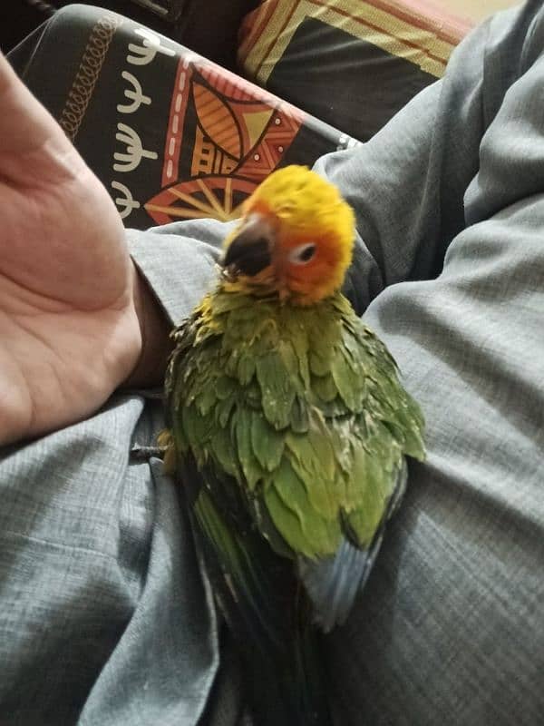 sun conure chick 2