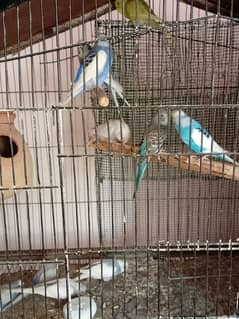 Budgies