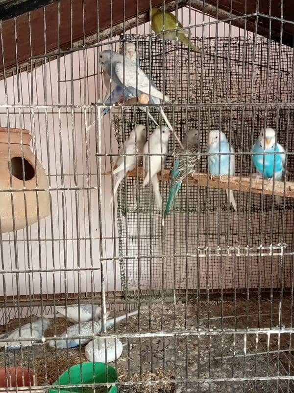 Budgies parrot 1