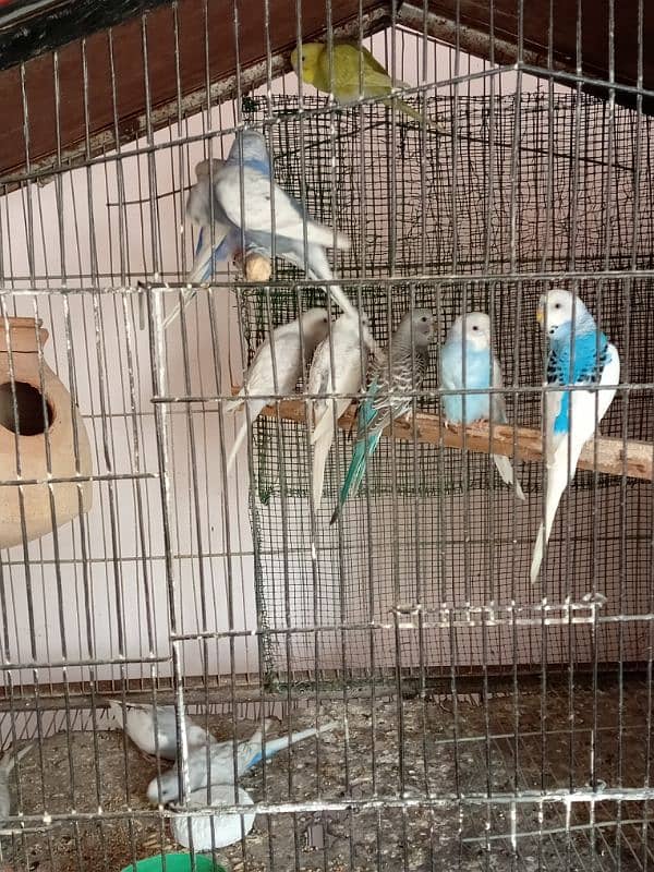 Budgies parrot 2