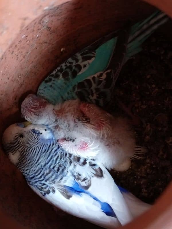 Budgies parrot 3