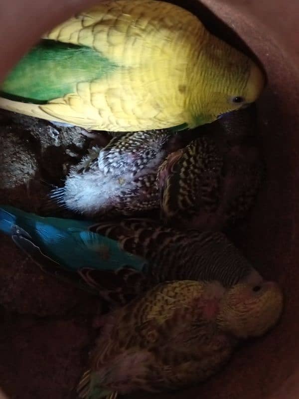 Budgies parrot 5