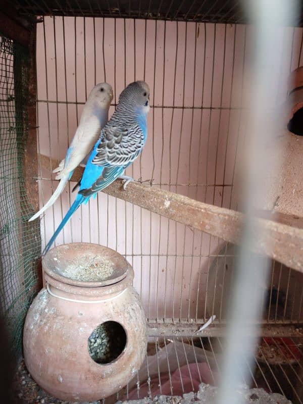 Budgies parrot 7