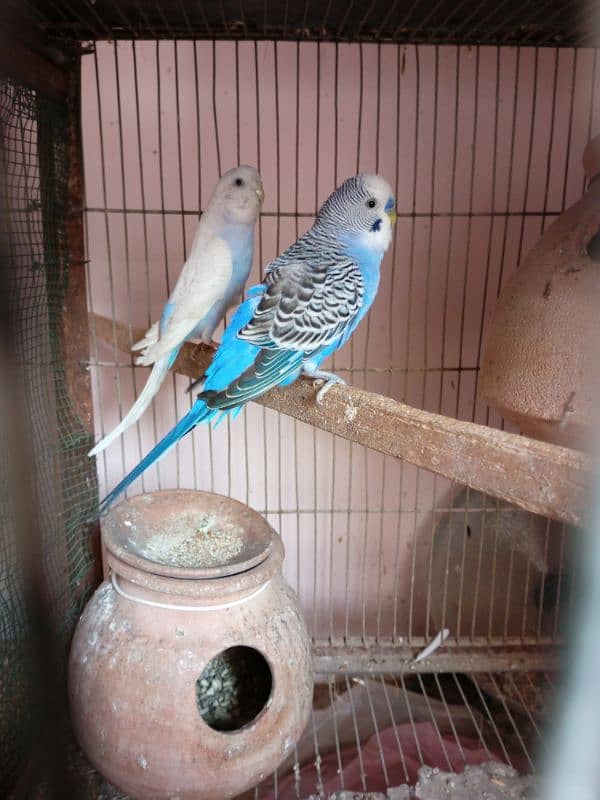 Budgies parrot 8