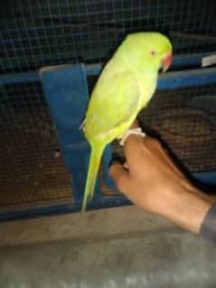 Hand tamed parrots