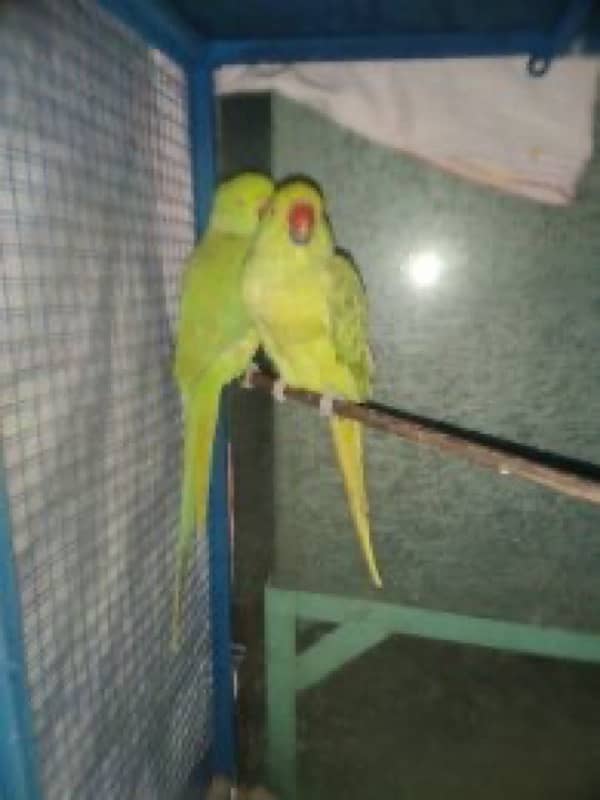 Hand tamed parrots 1