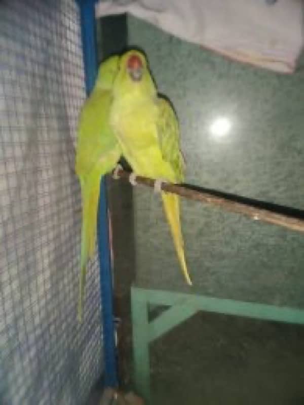 Hand tamed parrots 2