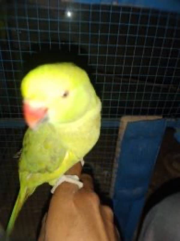 Hand tamed parrots 3