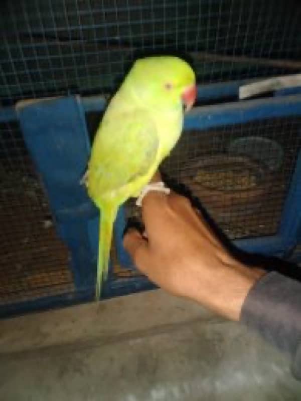 Hand tamed parrots 4